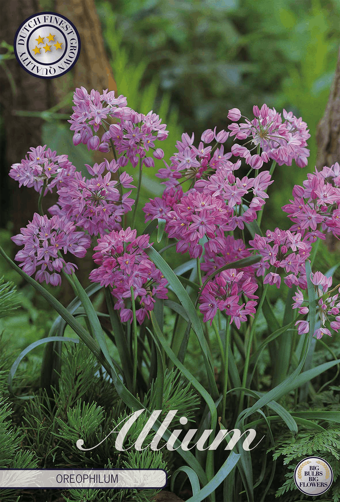 Allium Oreophilum