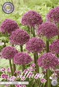 Allium Ostara
