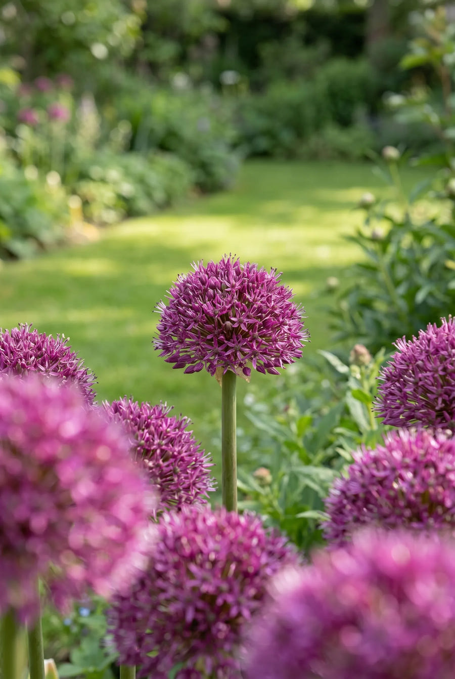 Allium Ostara — in de tuin