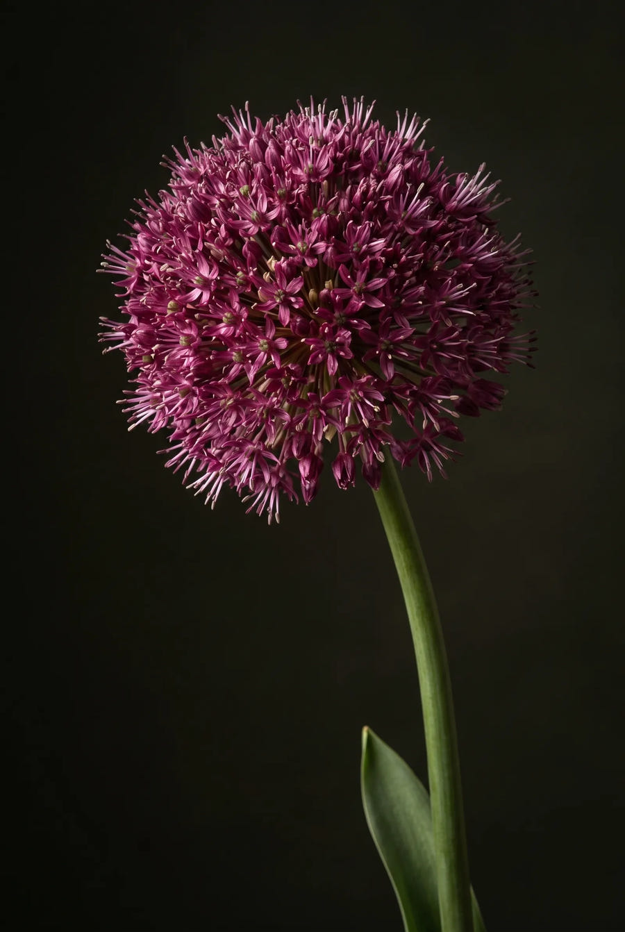 Allium Ostara — sfeerbeeld