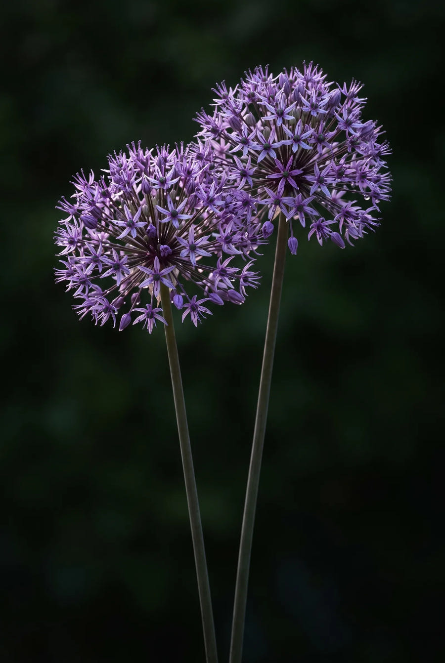 Allium Purple Rain — sfeerbeeld