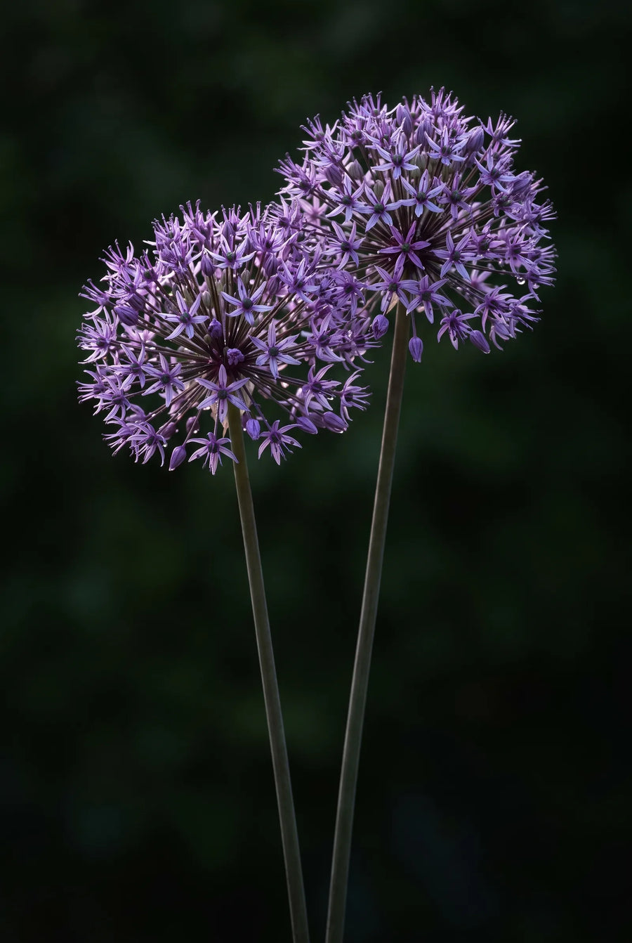 Allium Purple Rain — sfeerbeeld