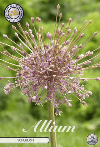 Allium schubertii (Zierlauch)