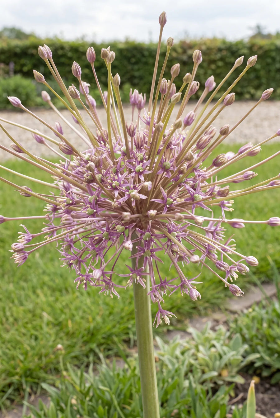 Allium Schubertii — in de border
