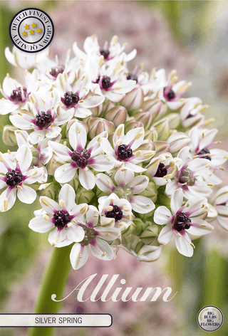 Allium Silver Spring (Zierlauch)