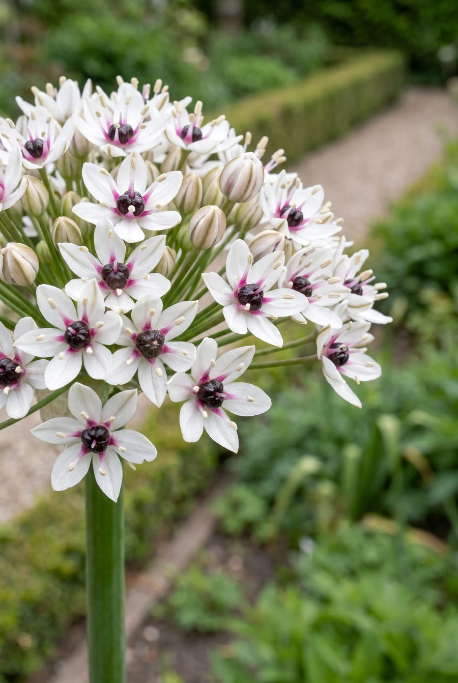 Allium Silver Spring — close-up van de bloem