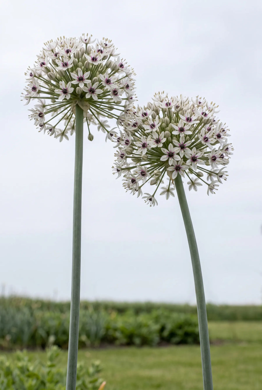 Allium Silver Spring — in de tuin