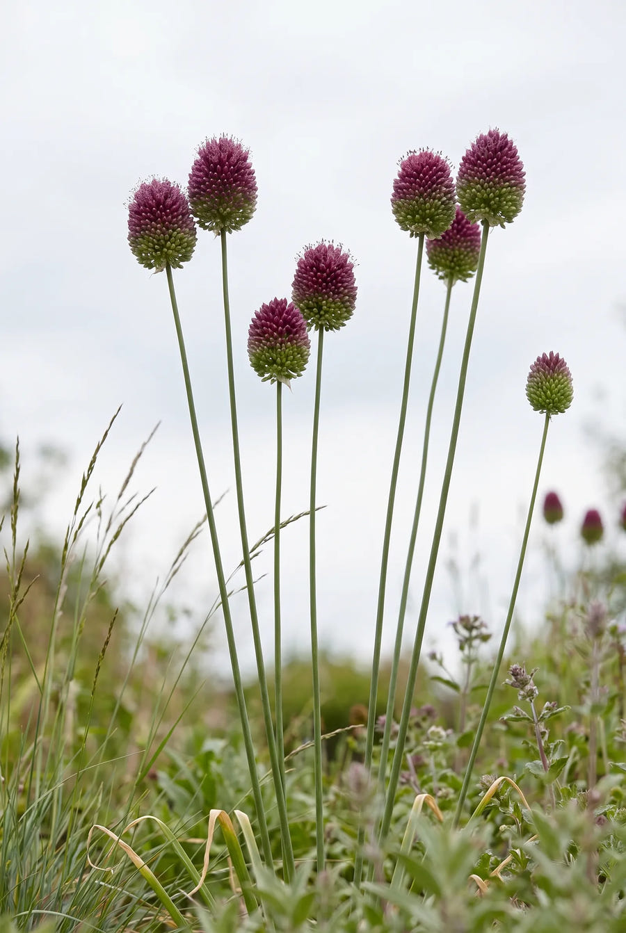Allium Sphaerocephalon — in de tuin