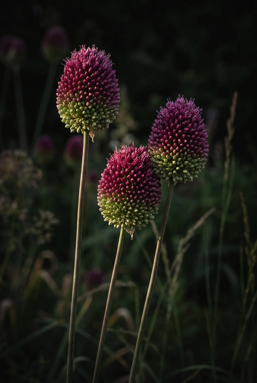 Allium Sphaerocephalon — sfeerbeeld