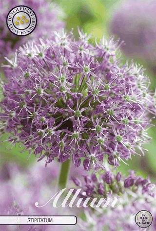 Allium stipitatum (Zierlauch)