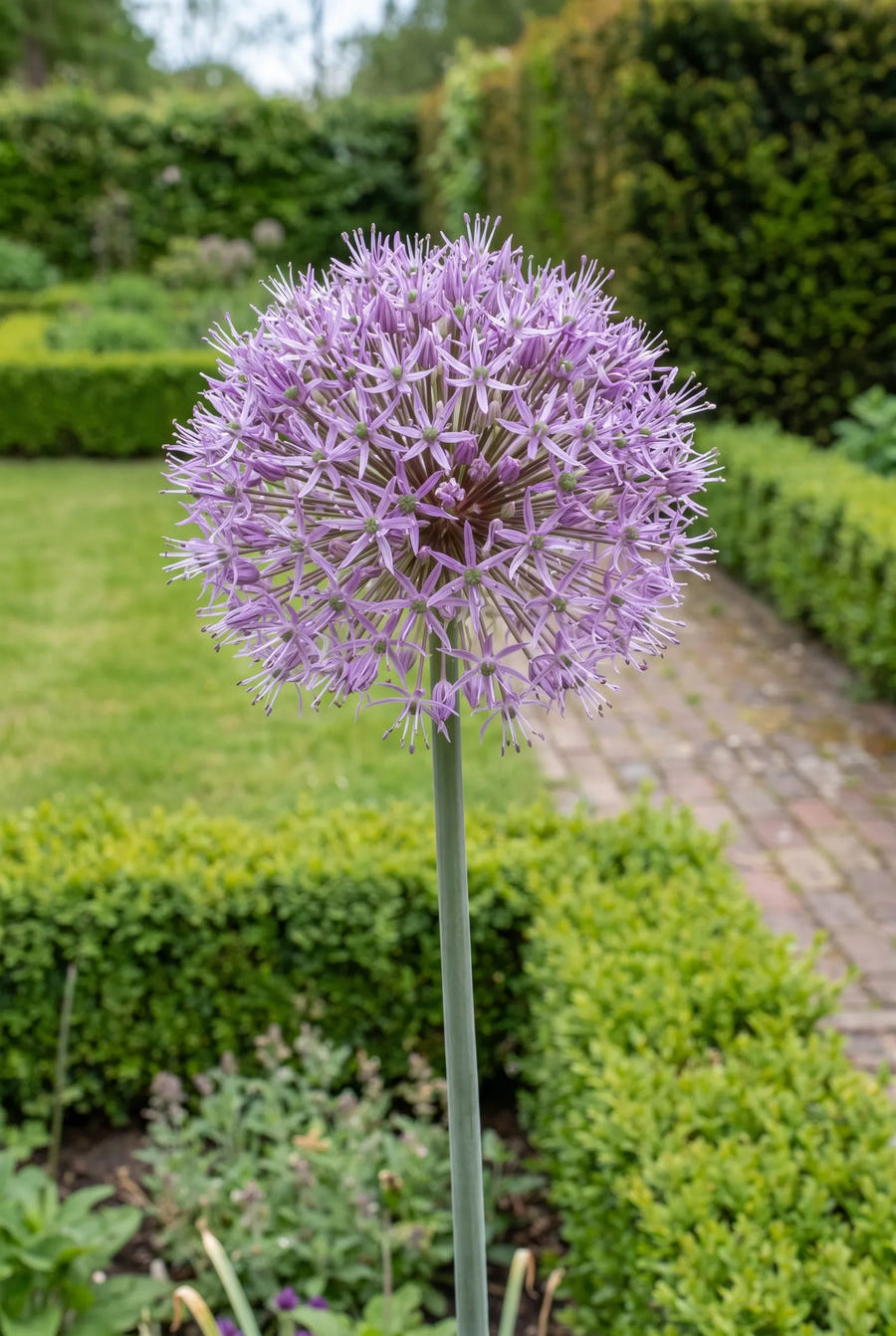 Allium Stipitatum — in de border