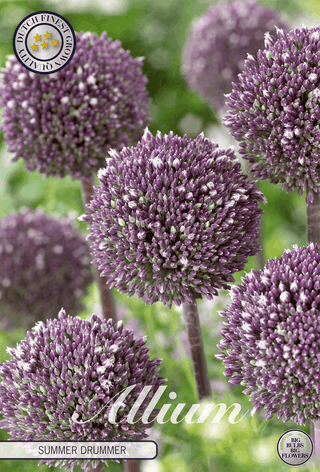 Allium Summer Drummer (Zierlauch)