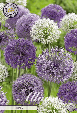 Allium-Mischung (Zierlauch)