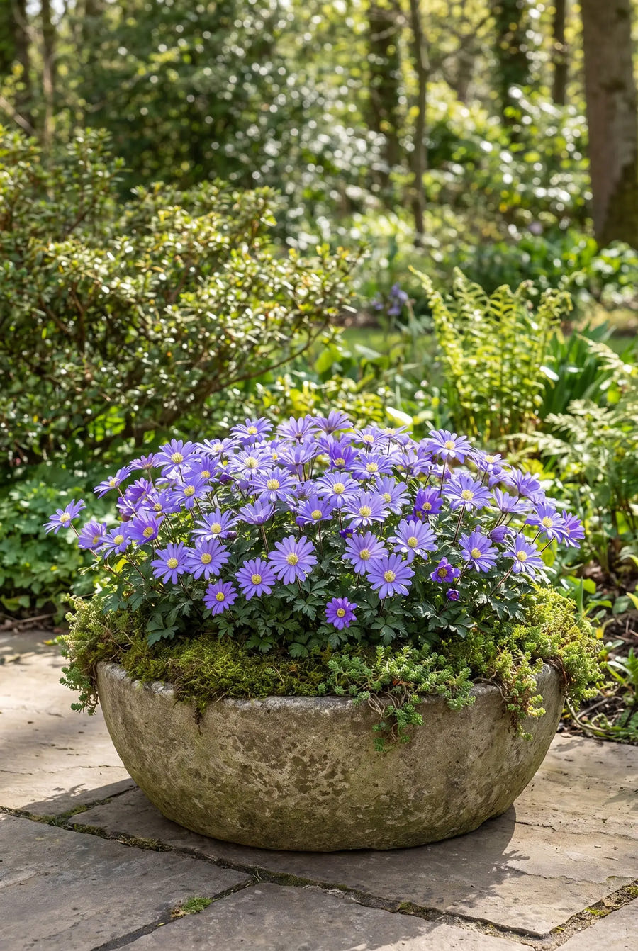 Anemone Blue Shades — in pot op terras