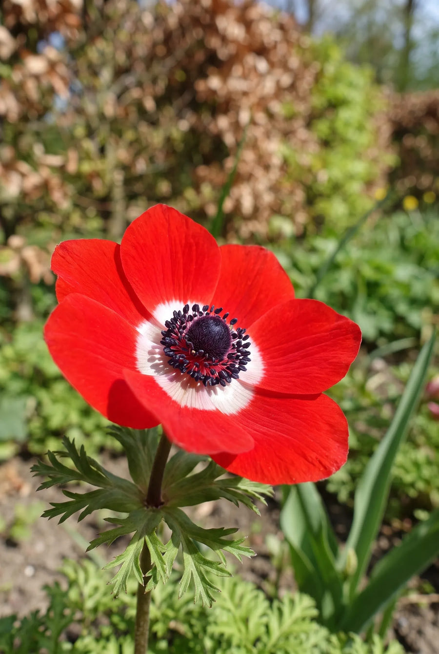 Anemone Hollandia — close-up van de bloem