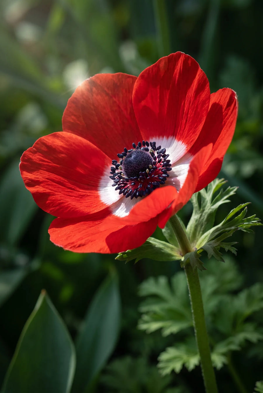 Anemone Hollandia — sfeerbeeld