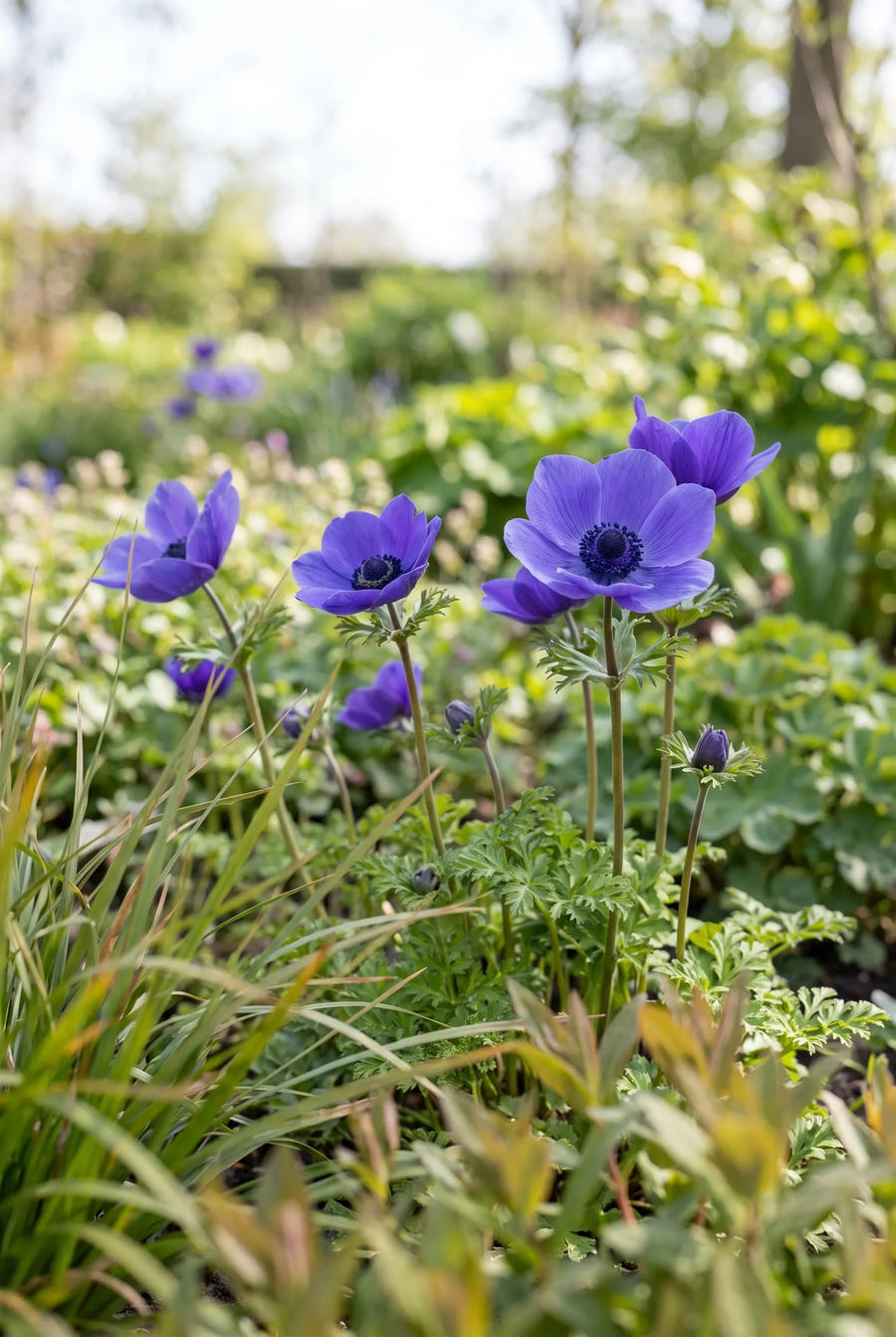 Anemone Mr. Fokker — in de tuin