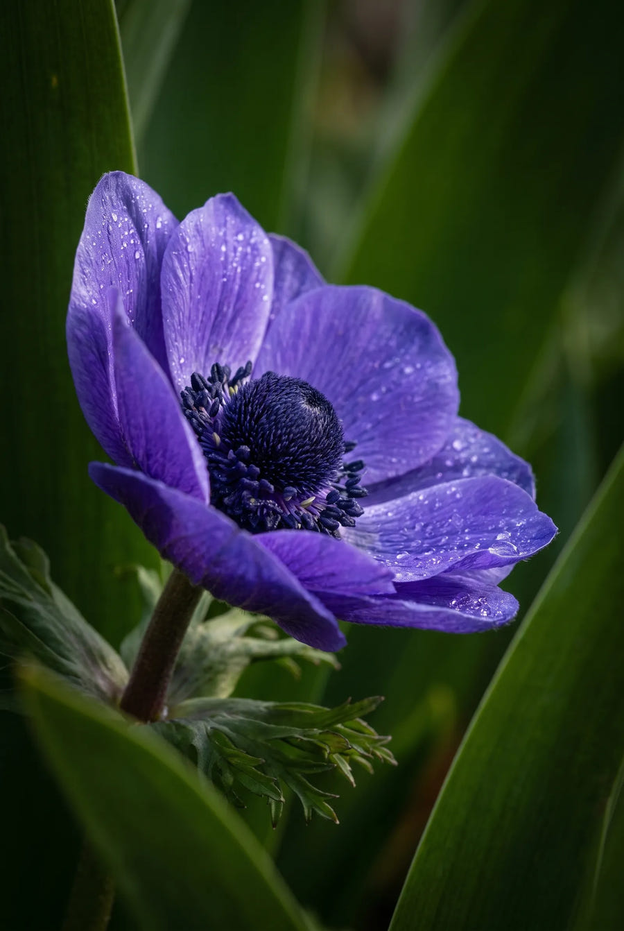 Anemone Mr. Fokker — sfeerbeeld
