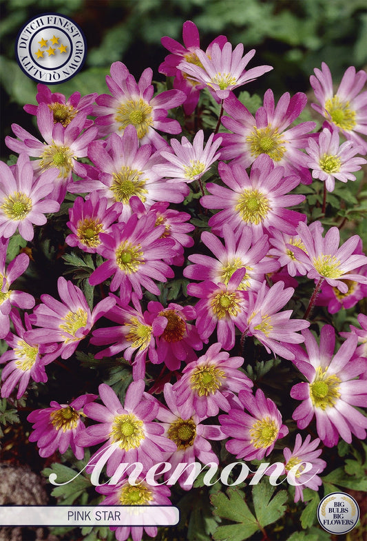 Anemone Pink Star