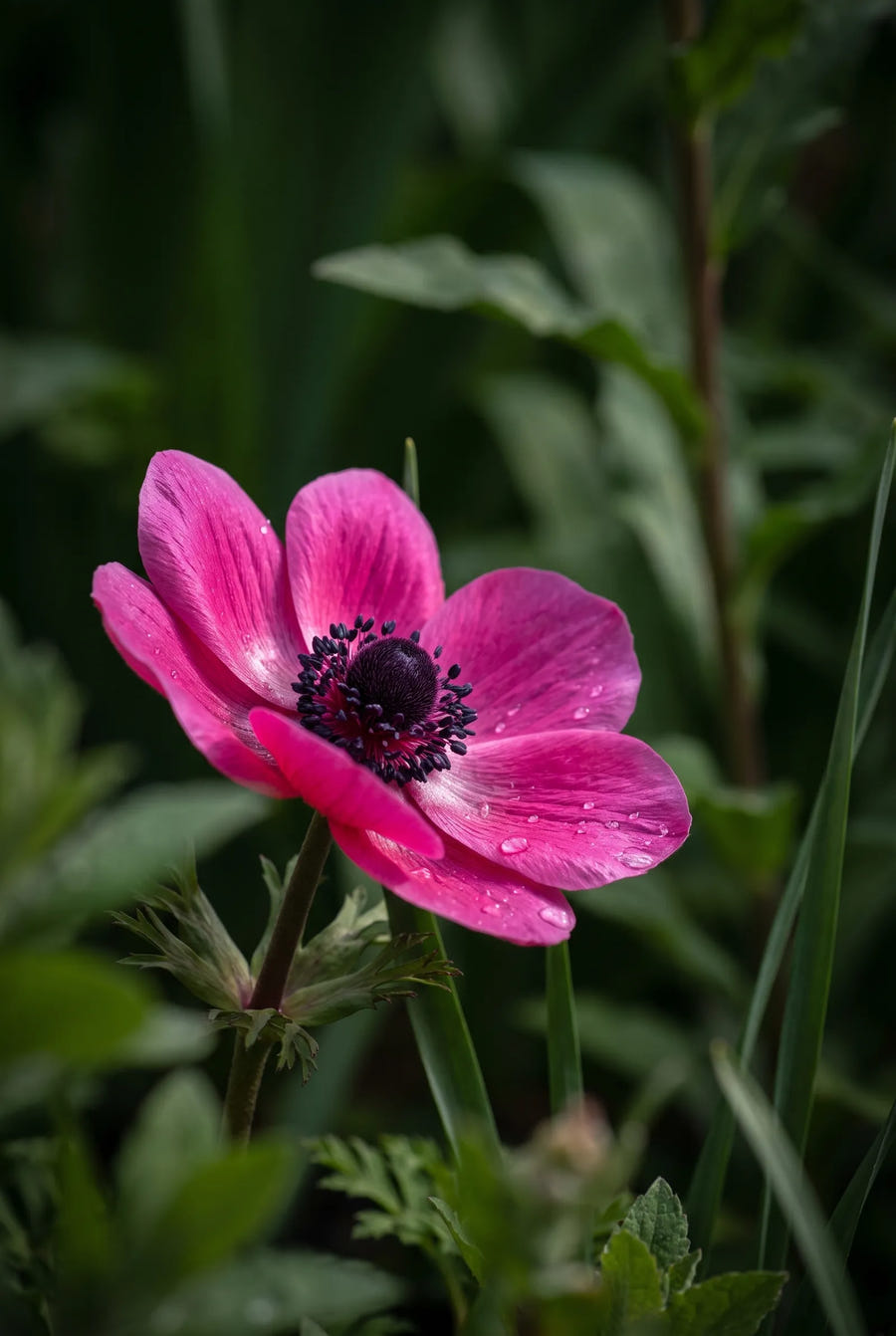 Anemone Sylphide — sfeerbeeld