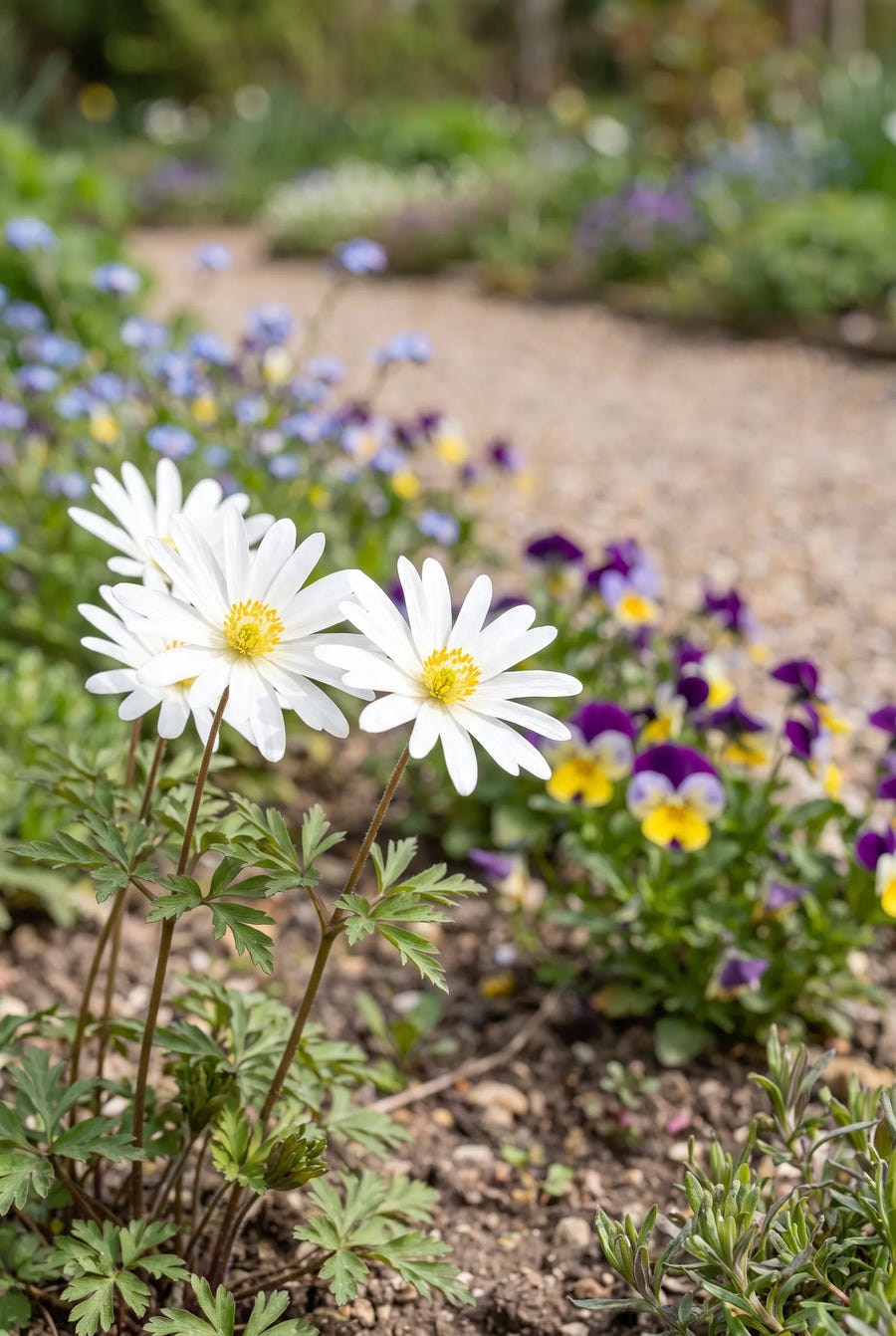 Anemone White Splendour — close-up van de bloem