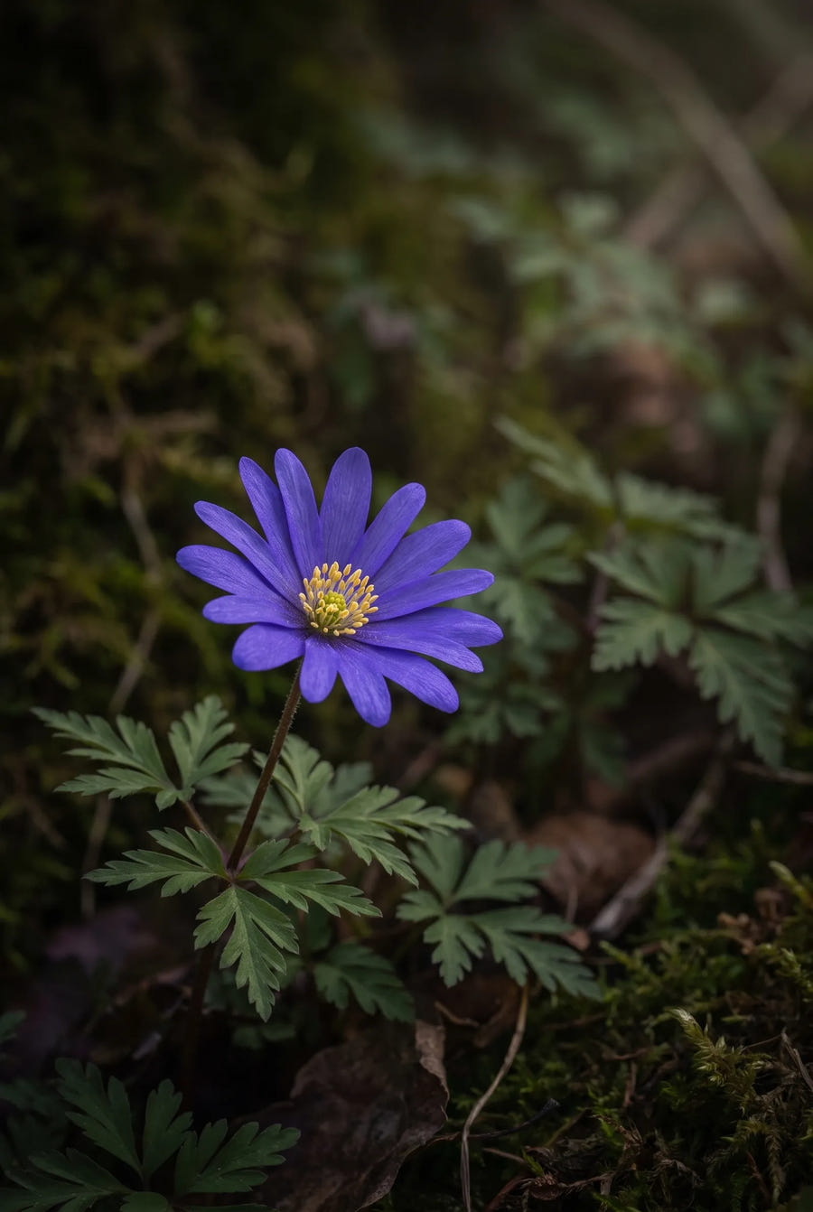 Anemone Mixed — sfeerbeeld