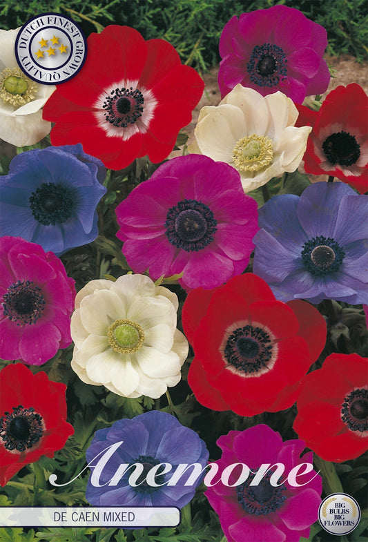 Anemone De Caen Mischung