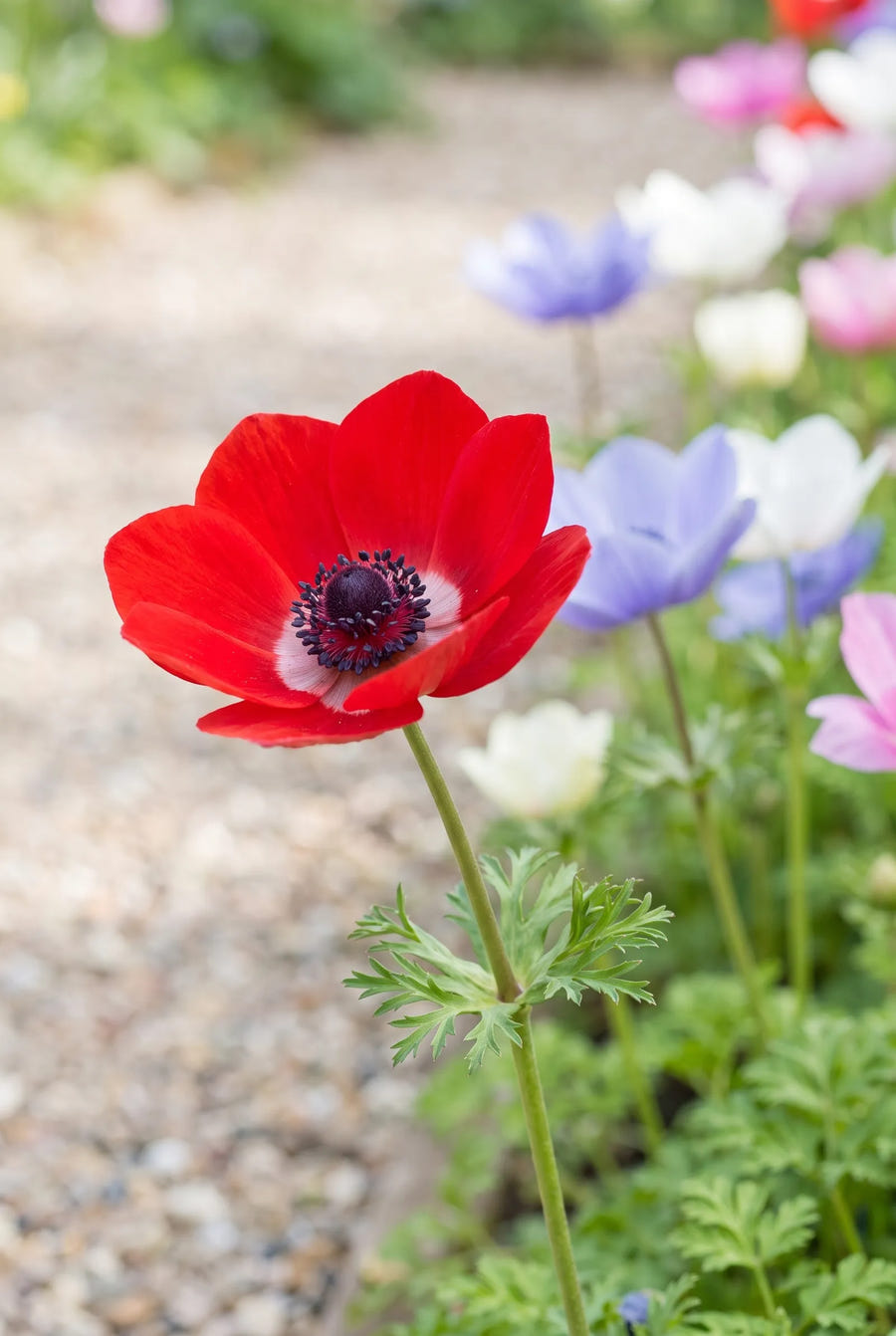 Anemone De Caen Mixed — close-up van de bloem