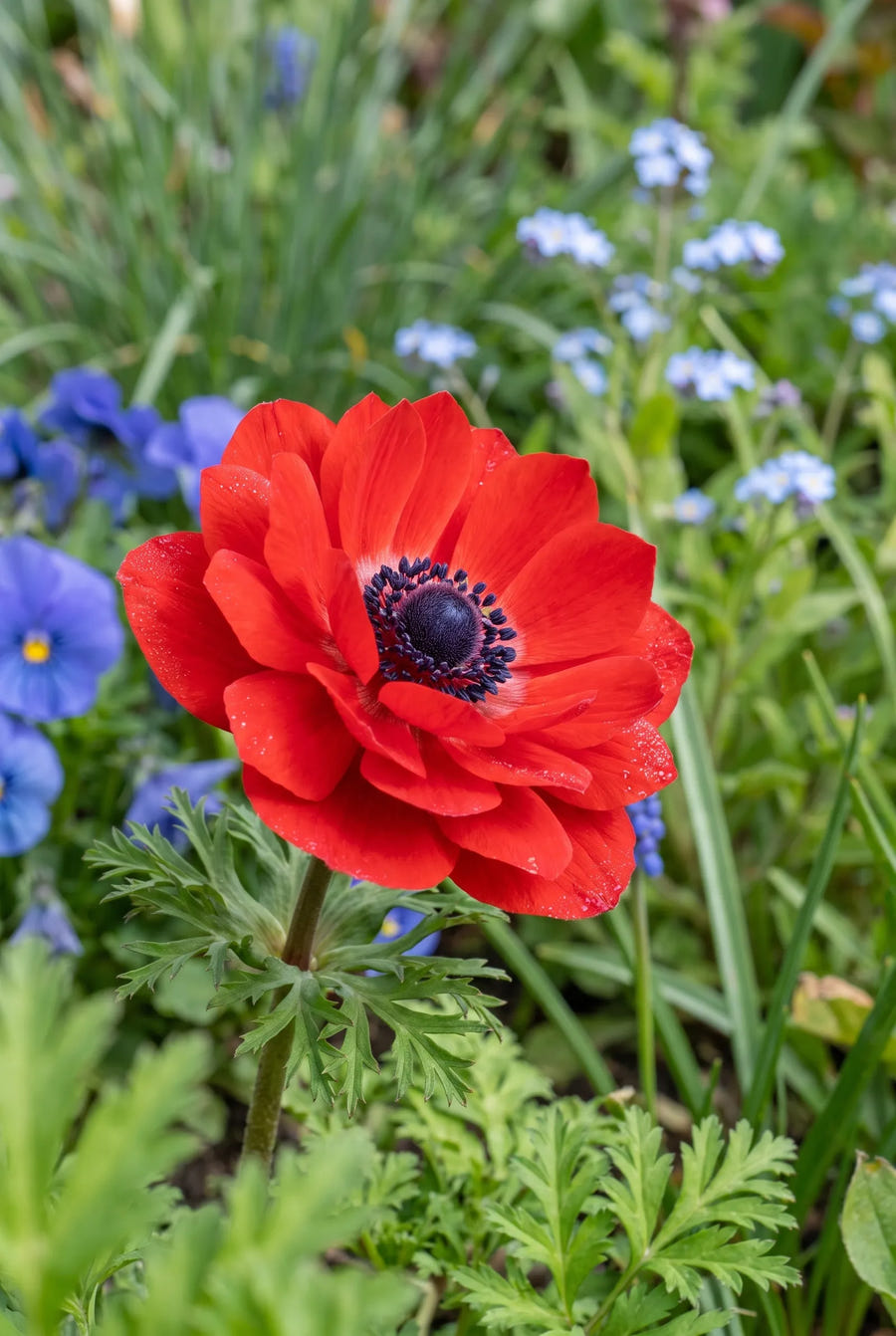 Anemone St. Brigid Mixed — close-up van de bloem