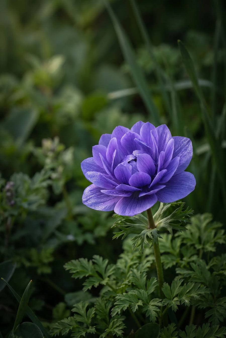 Anemone St. Brigid Mixed — sfeerbeeld