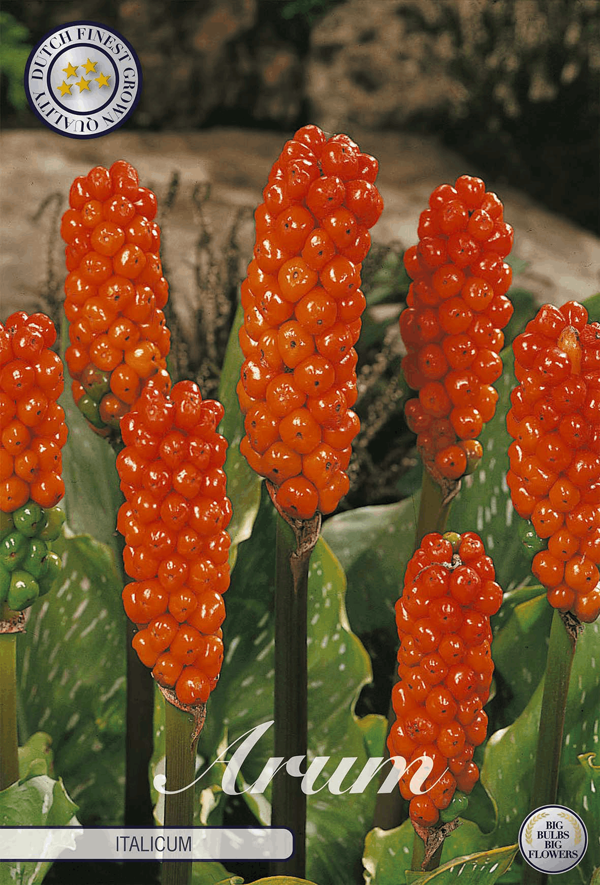 Arum Italicum