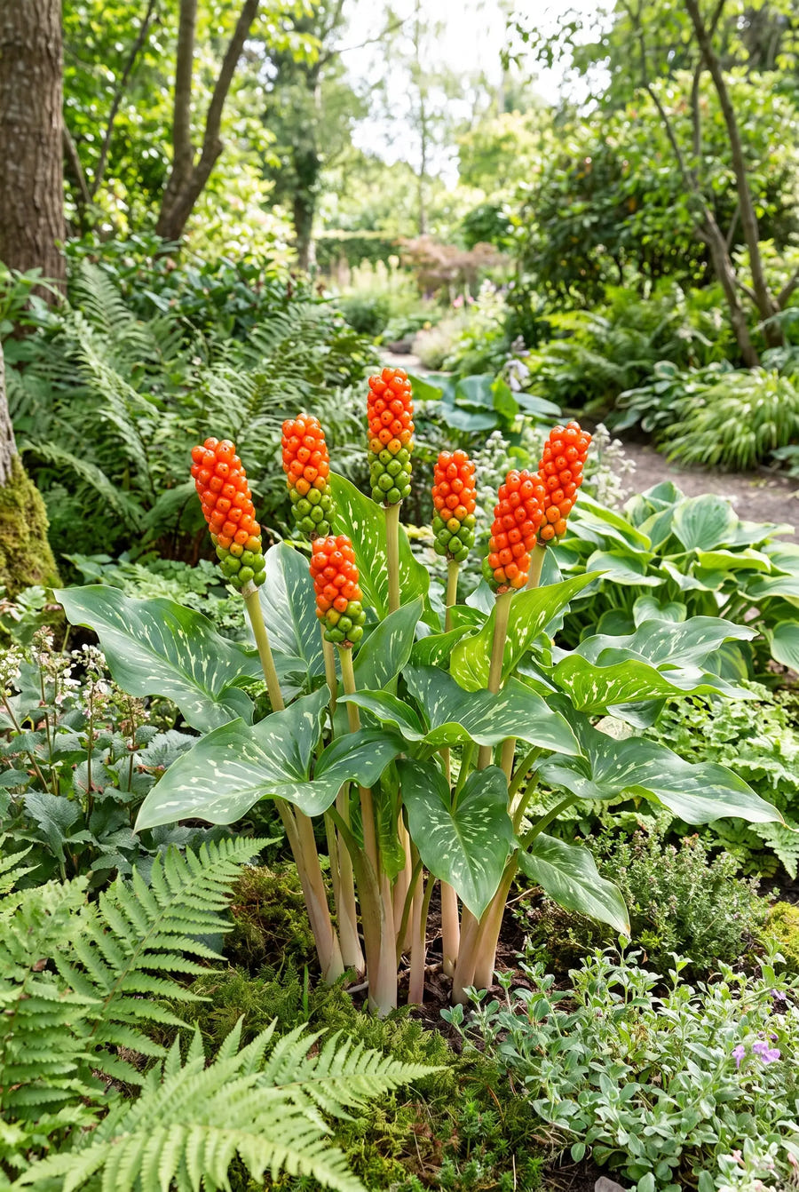 Arum Italicum — in de border