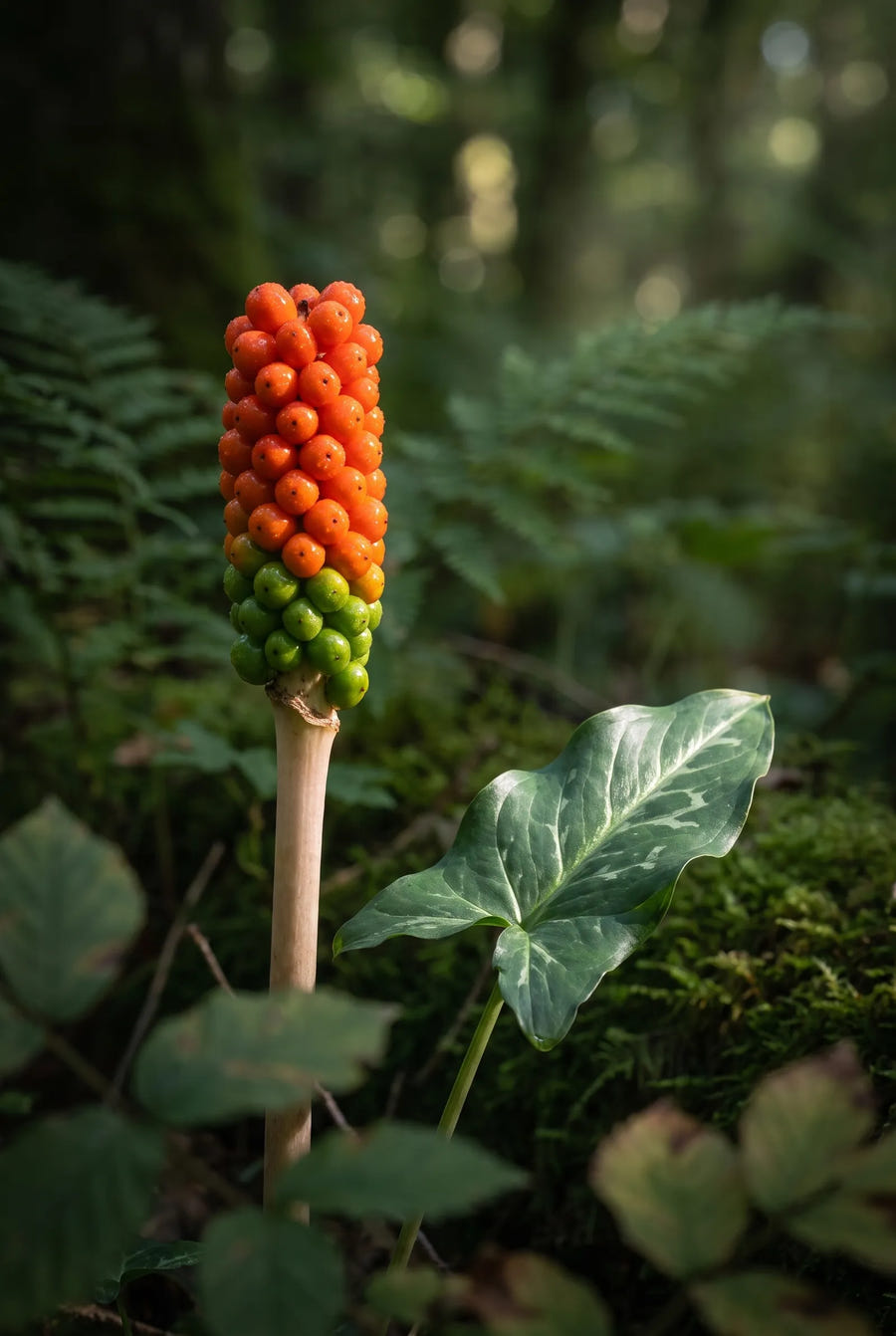 Arum Italicum — sfeerbeeld