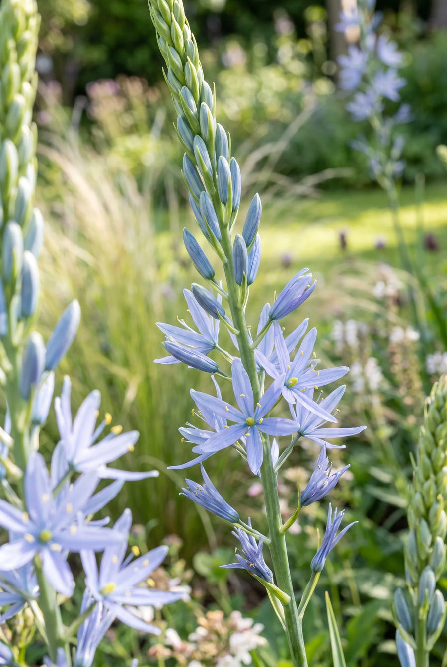 Camassia Leichtlinii Blue — close-up van de bloem