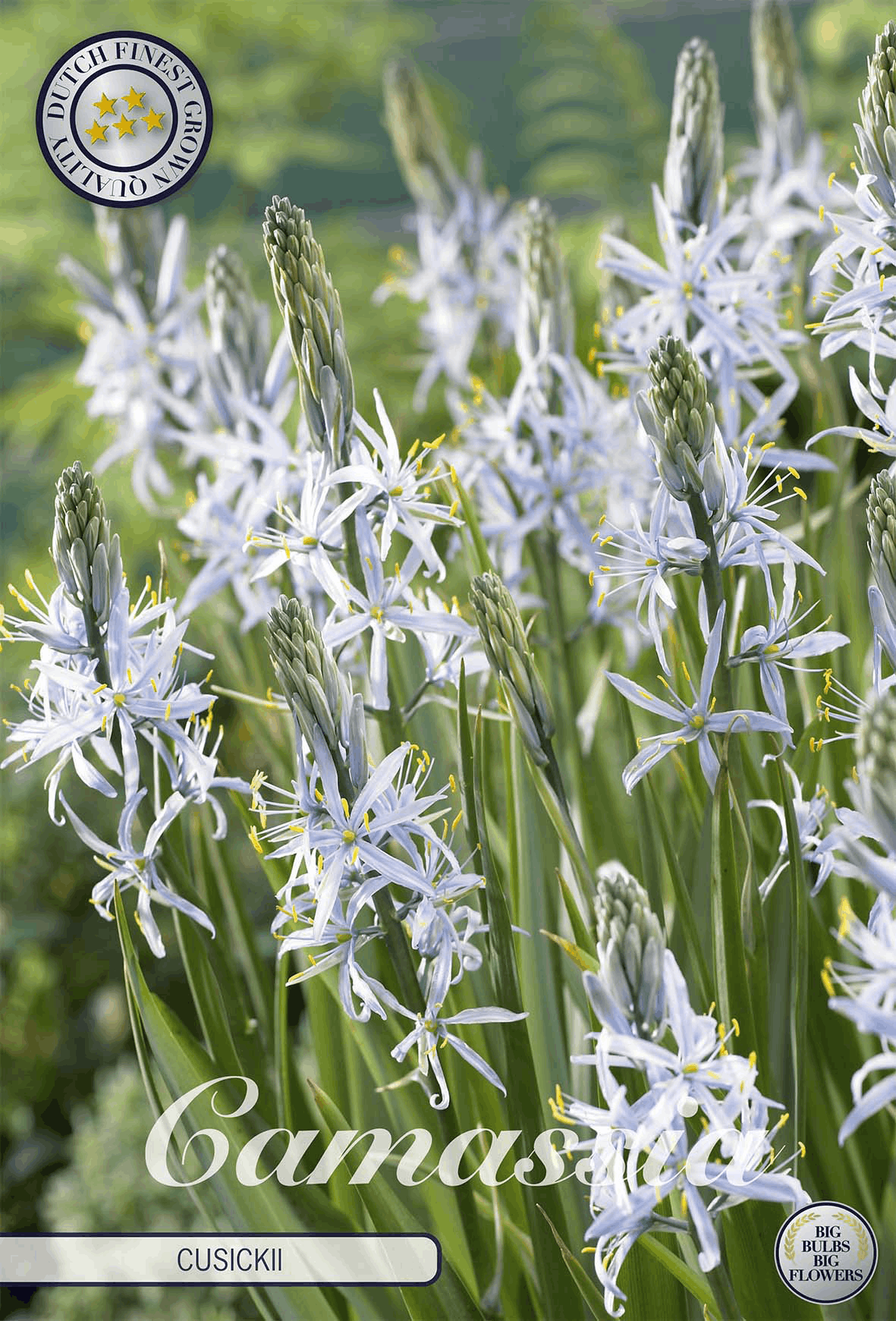 Camassia-Zwiebeln