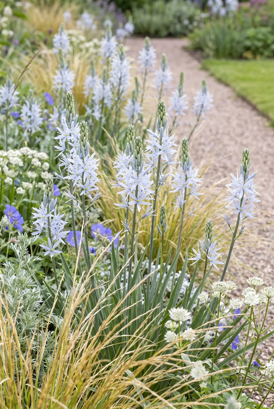Camassia Cusickii — groep in de tuinborder