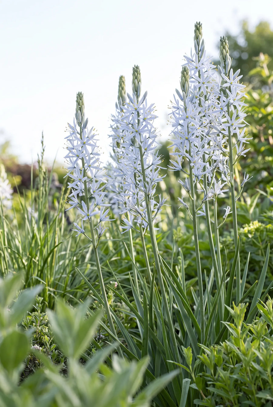 Camassia Cusickii — in de tuin