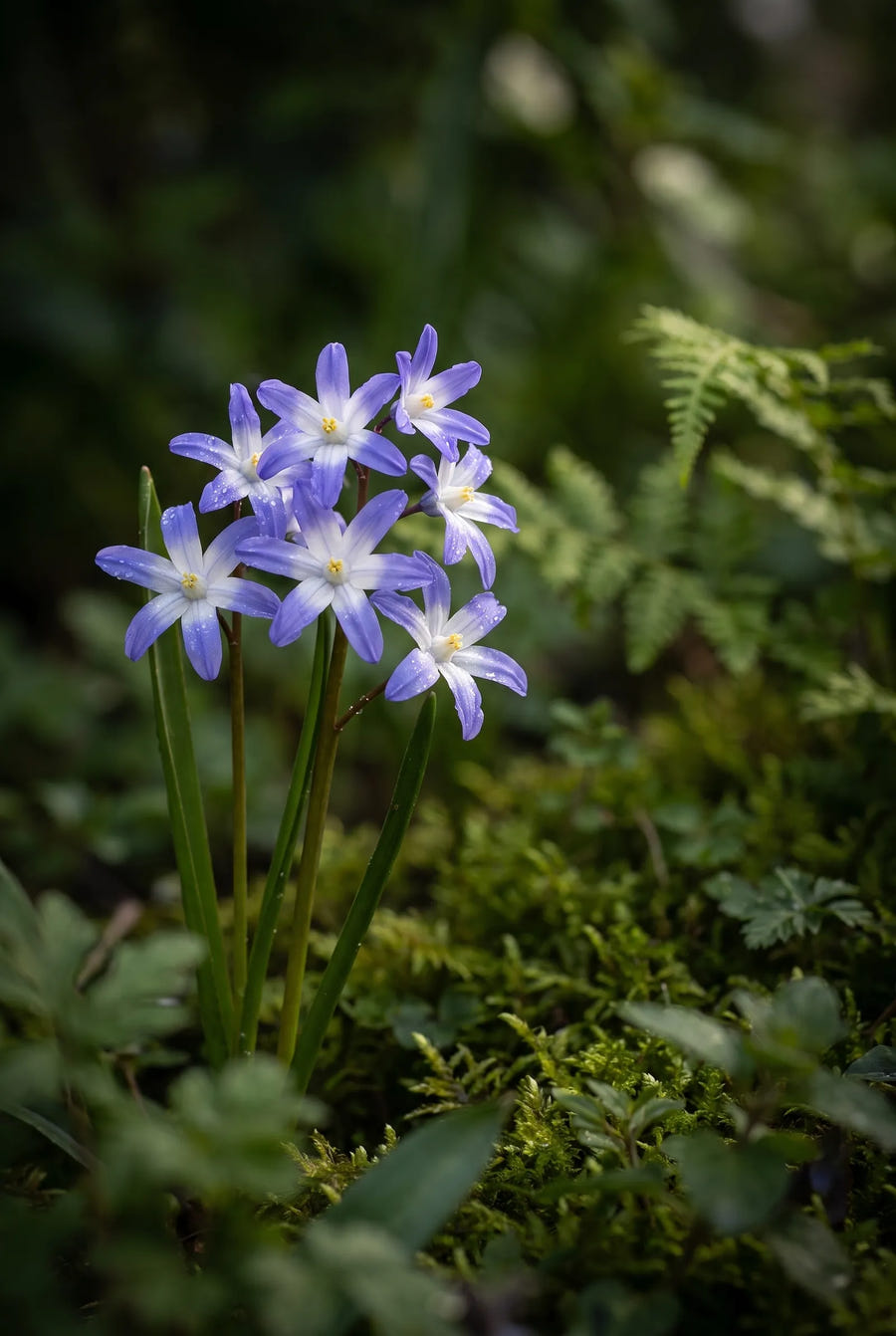 Chionodoxa Forbesii — sfeerbeeld