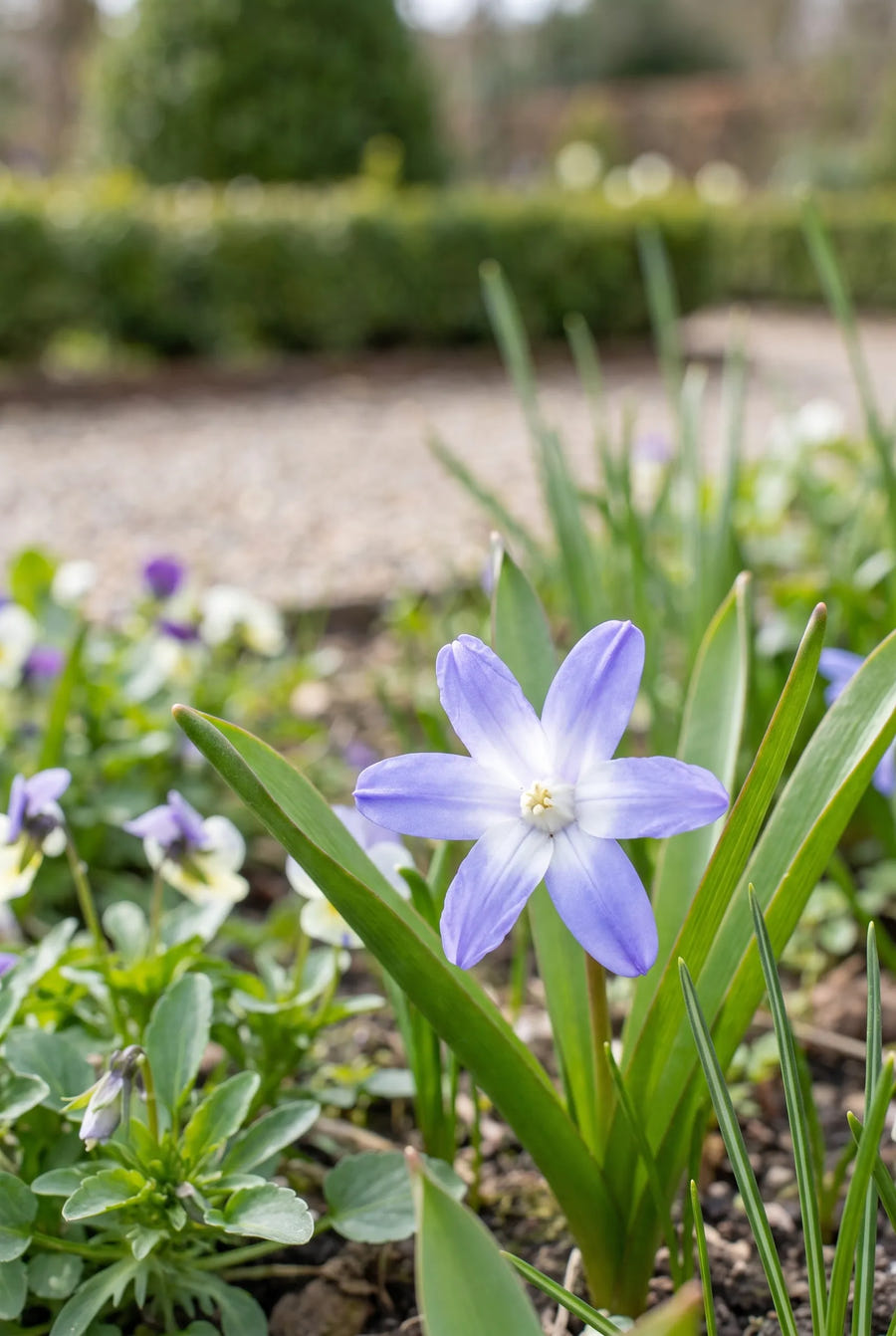 Chionodoxa Luciliae — close-up van de bloem
