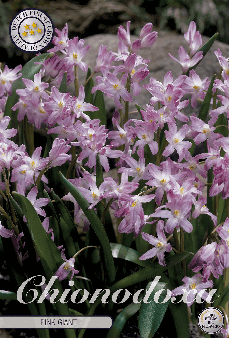 Chionodoxa Pink Giant