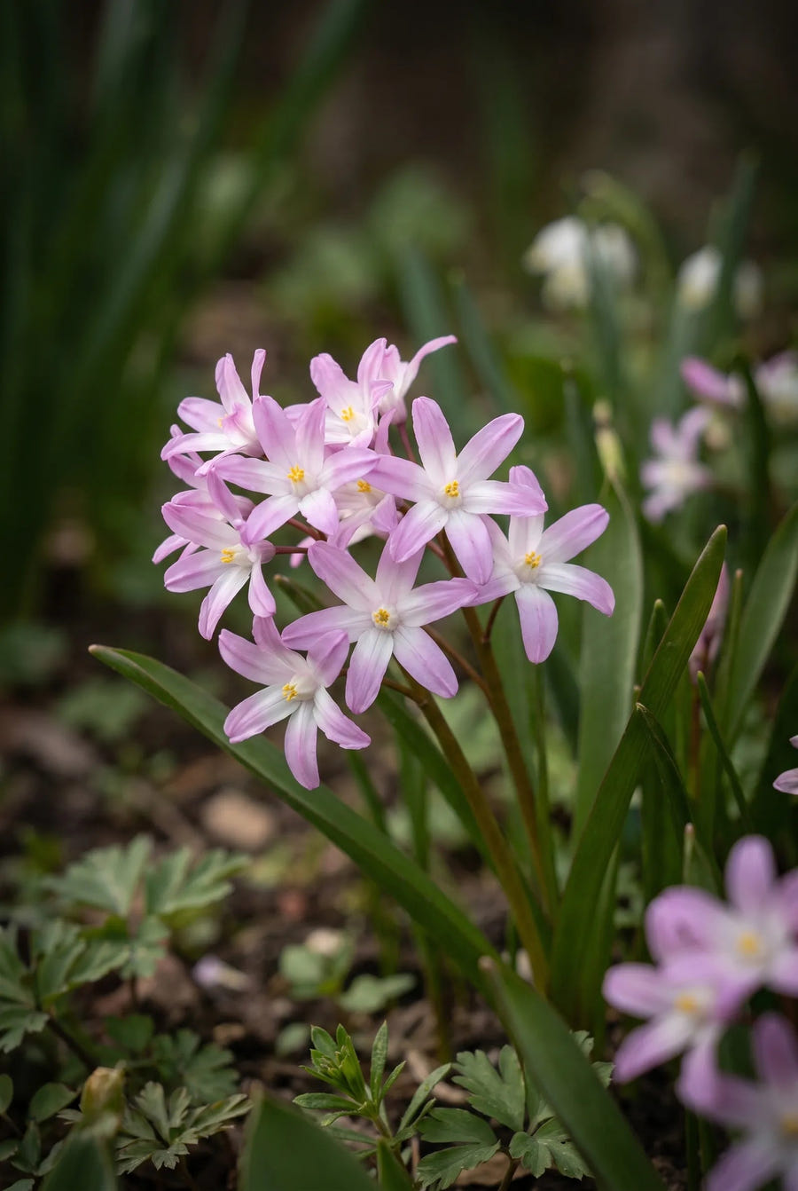 Chionodoxa Pink Giant — sfeerbeeld