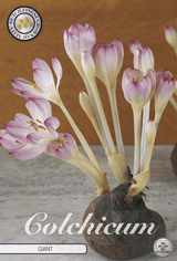 Colchicum Giant