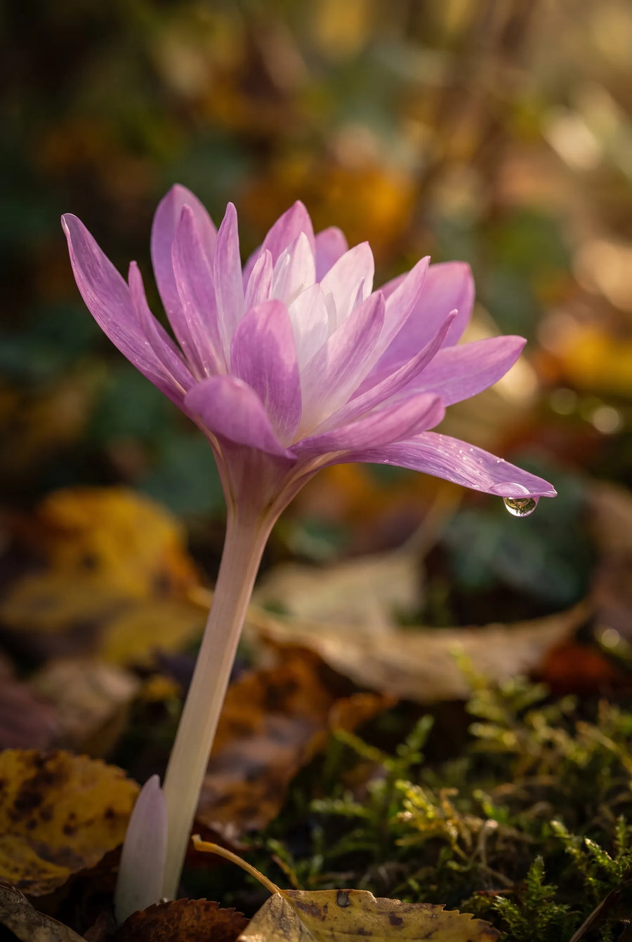 Colchicum Waterlily — sfeerbeeld