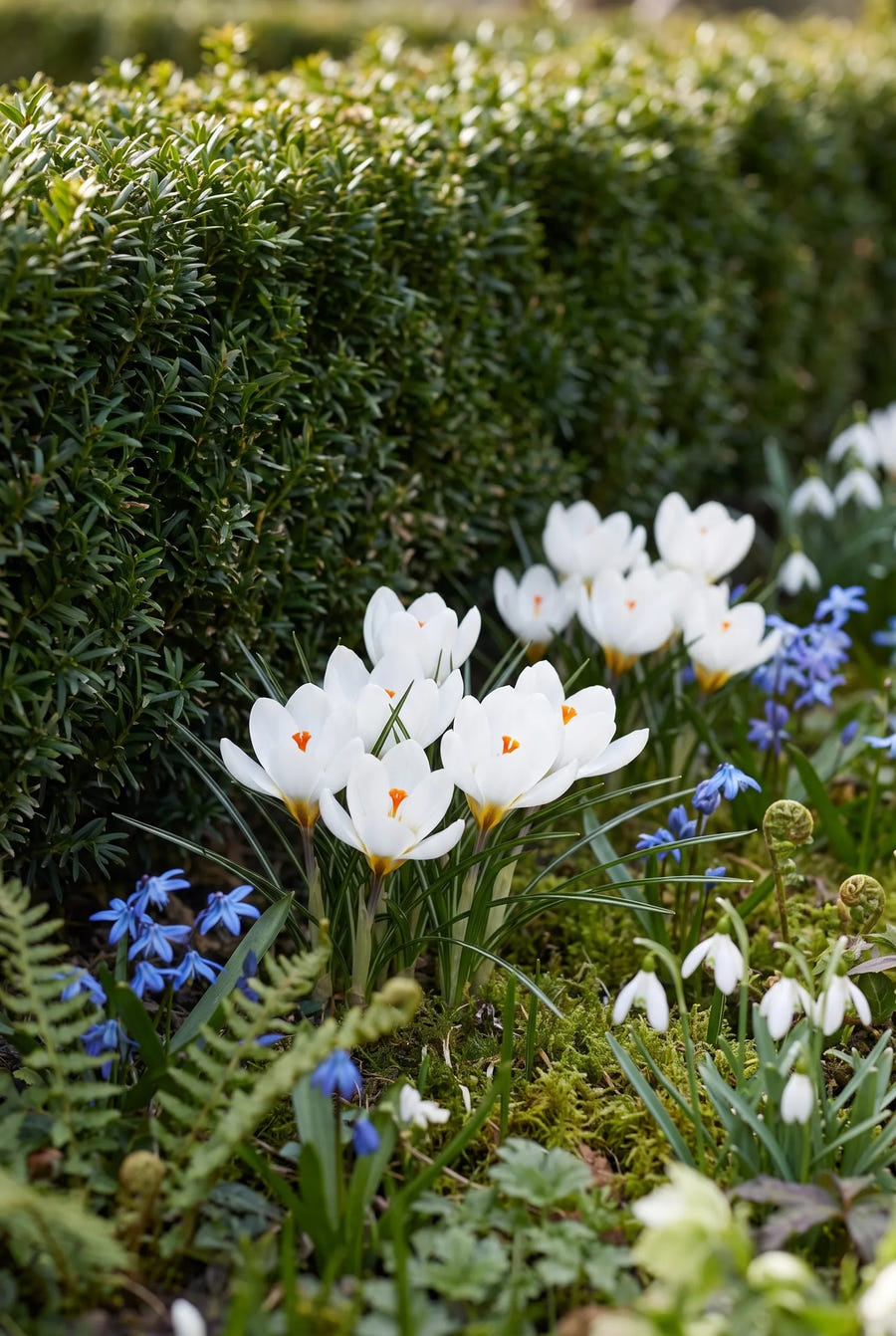 Crocus Ard Schenk — in de border