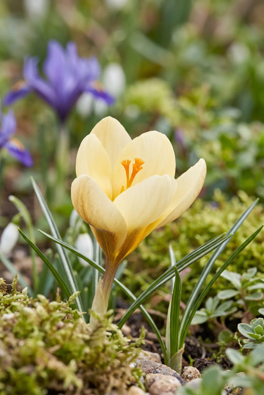 Crocus Cream Beauty — close-up van de bloem