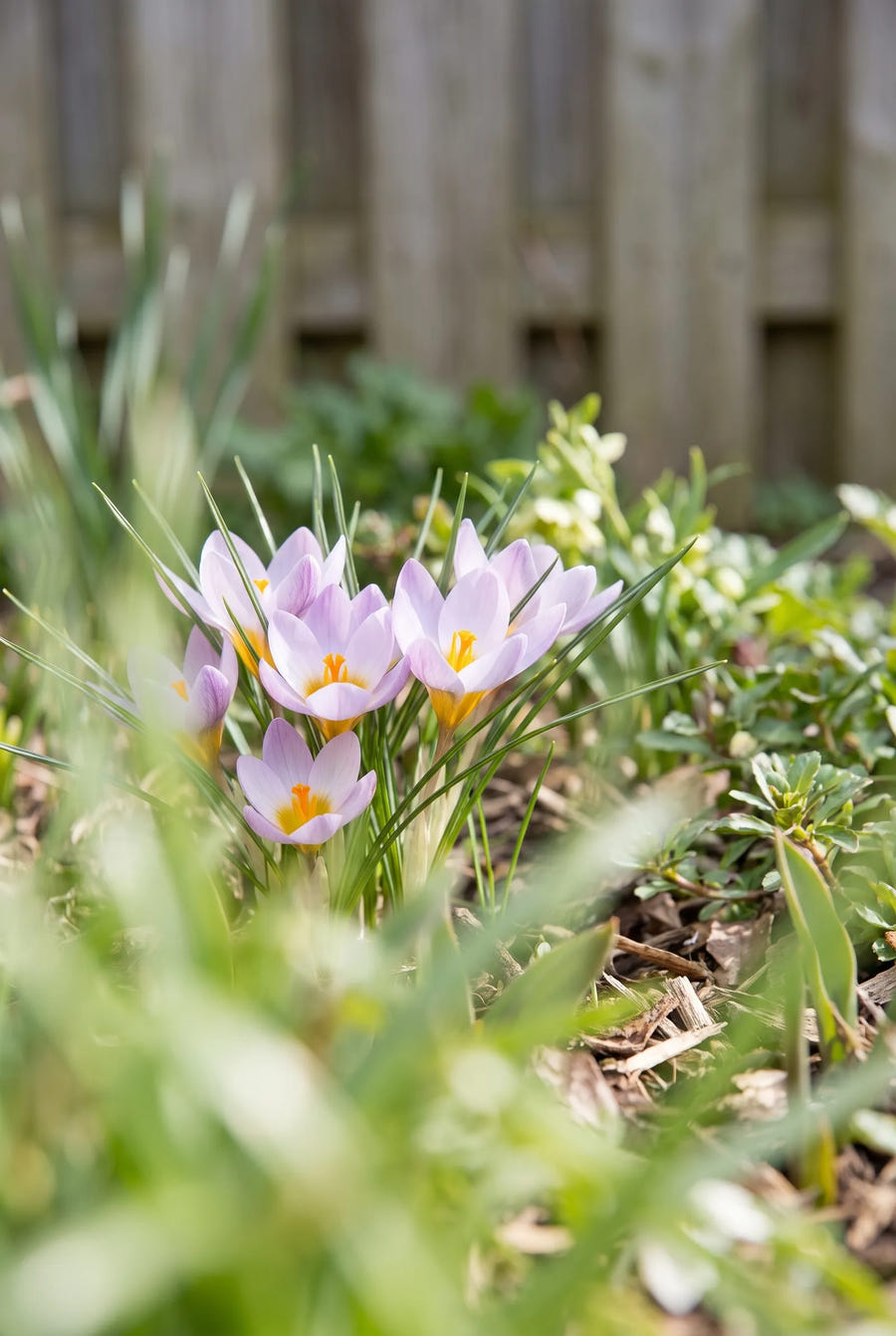 Crocus Firefly — in de tuin