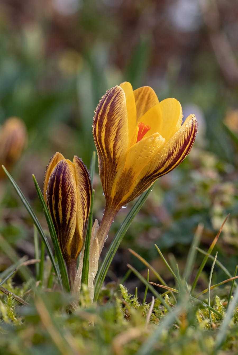 Crocus Fuscotinctus — sfeerbeeld