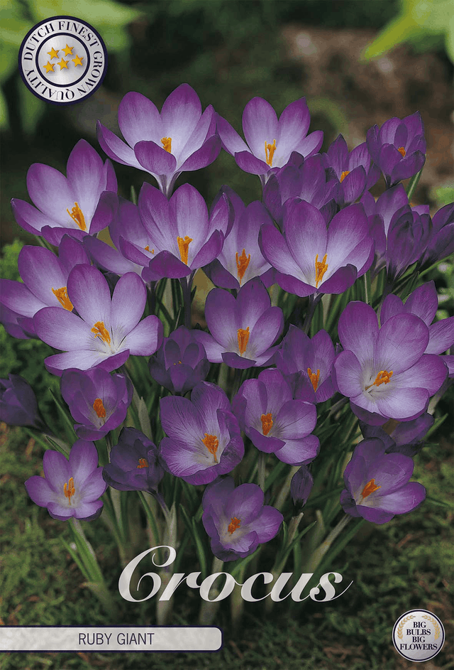 Krokus Ruby Giant