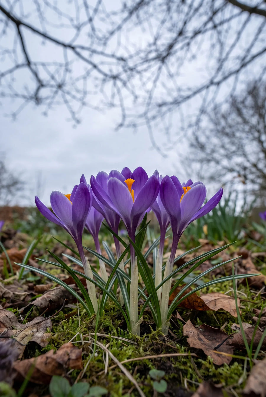 Crocus Whitewell Purple — in de tuin