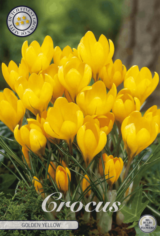 Krokus Golden Yellow